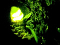 Lampyris noctiluca